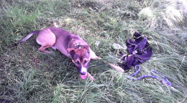 Comment faire pour que mon chien ne tire plus en laisse ?