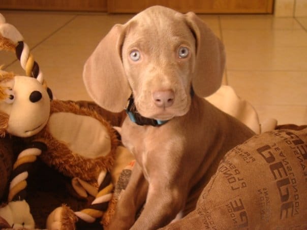 Premier chiot, besoin de conseil.