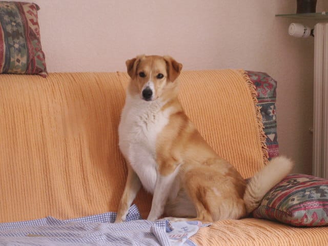 Sosies de vos animaux !