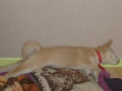 VOTEZ pour le concours de tout les animaux qui ont de l'humour !