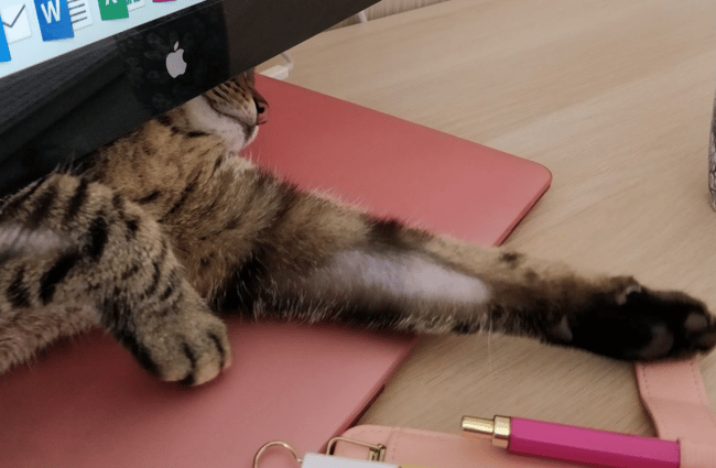 Truffe perd ses poils en plaques