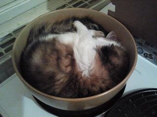 au secours mon chat veux se faire manger !!