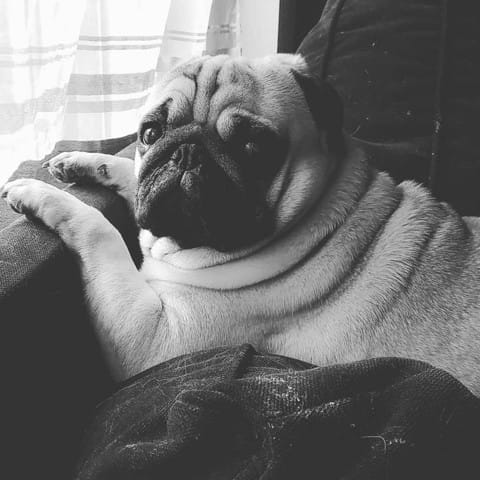 Help ! J'aurais besoins de réponses a propos de mon carlin