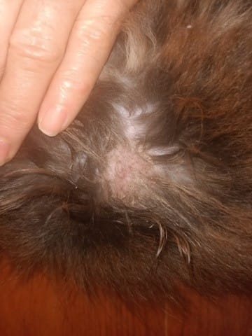 chaton qui s'arrache les poils ?? :(