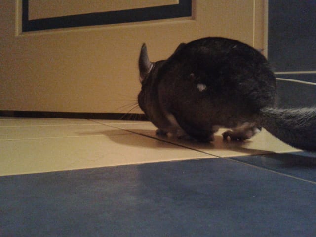 Santé: touffes de poils