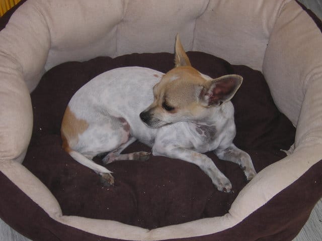 ma petite chihuahua 