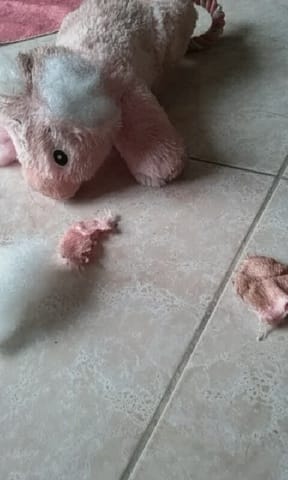 Un jouet indestructrible pour Shana