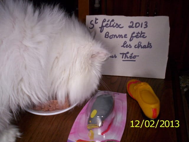 aujourd'hui c'est la saint félix bonne fete les chats