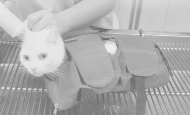 Chats difficiles à soigner