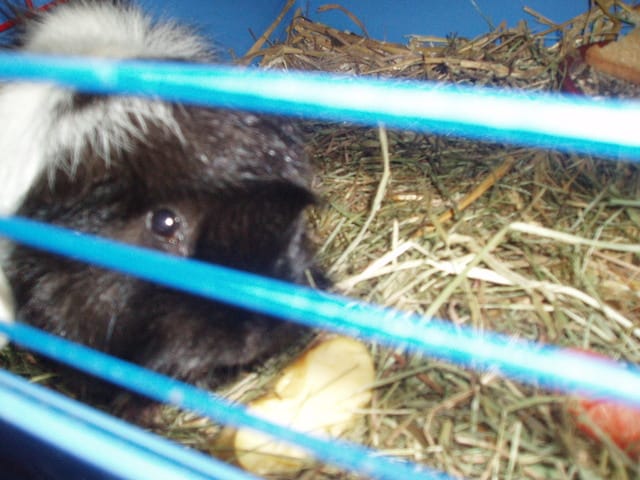 Des nouvelles de mon cochon d'Inde Loulou