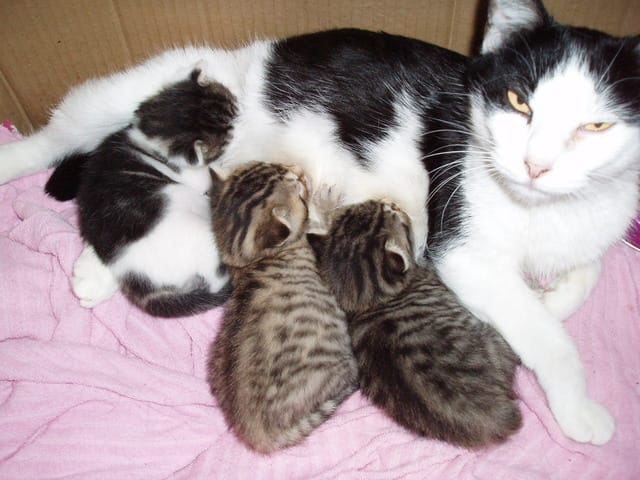 chats