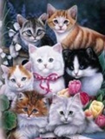Présentation de Mamiecat !