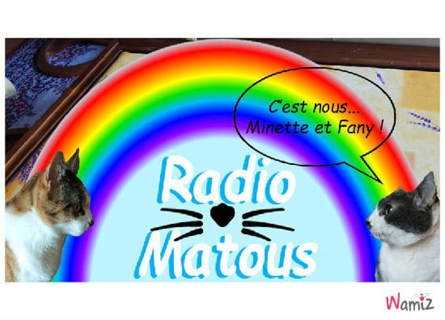 A l'écoute de nos minous... Radio Matous !