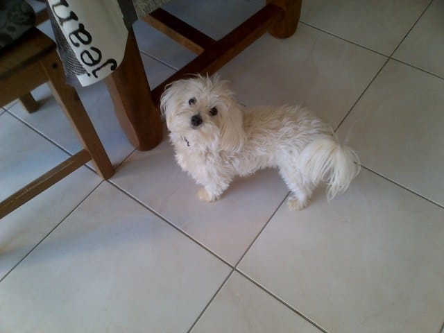 esque ma chienne peux avoir des chiots??