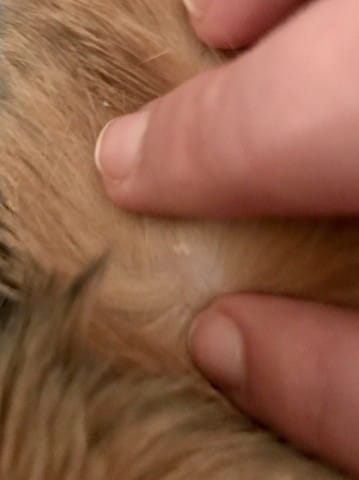 Toute petite croûte blanche