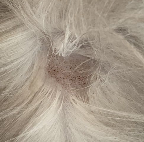 Aide : Blessure chattes qui viennent d’accoucher