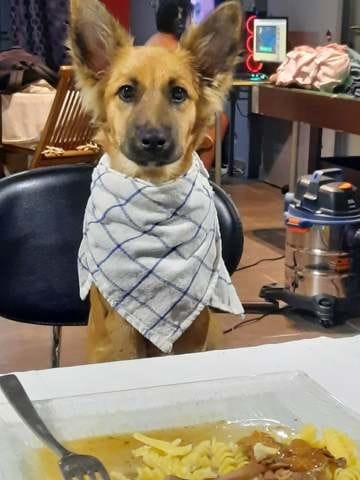 Les origines de mon chien