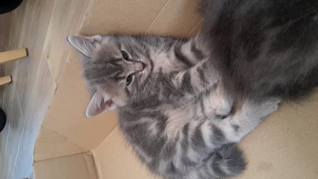 Chaton de bientôt 2 mois et ne sais quasiment pas marcher