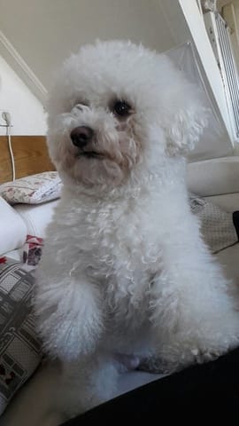 Femelle Bichon Frisé cherche partenaire !