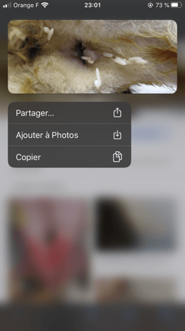 Mon chaton a des vers bizarre