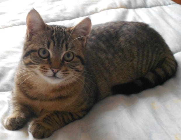 De quel Race est ce chat