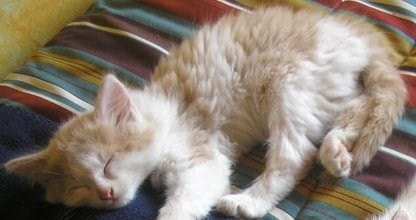 Je cherche la race de mon chat