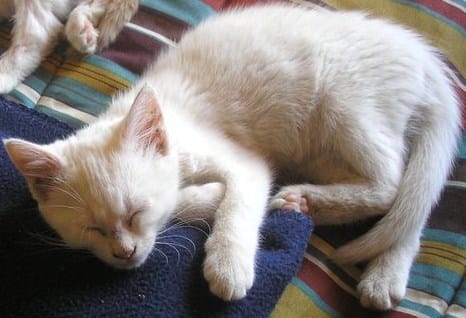 De quel Race est ce chat ? SVP