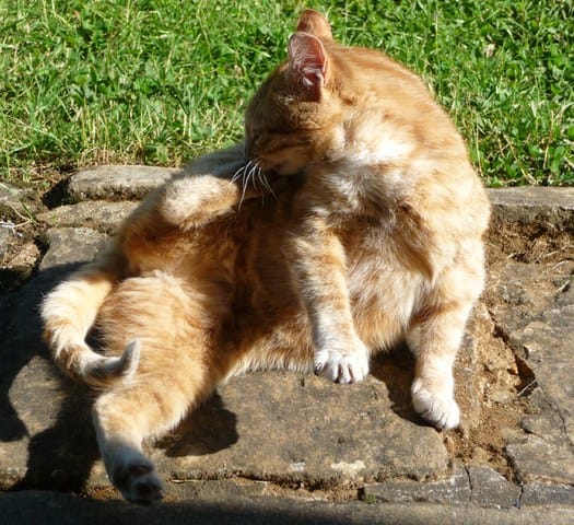 Quel race pour ce chat roux ?