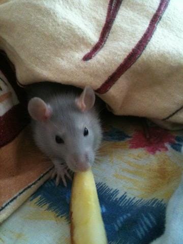 Aurevoir Ratou..
