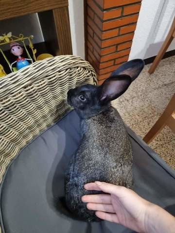 Quelle espèce de lapin ?
