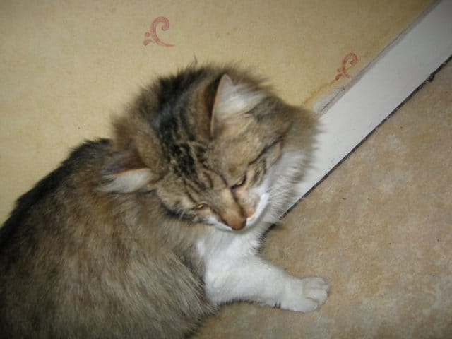 Propose saillies pour chattes 