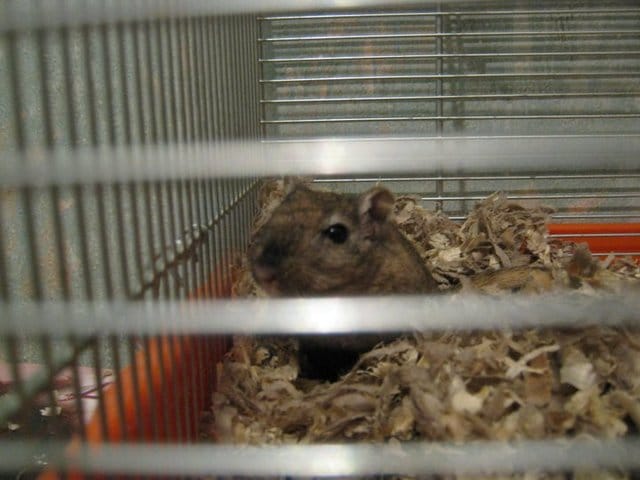 Ma gerbille est hyperactive quand j'essaie de l'attraper elle saute partout !!!