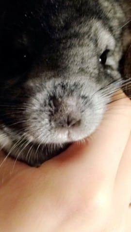 Chinchilla perte de poils 2