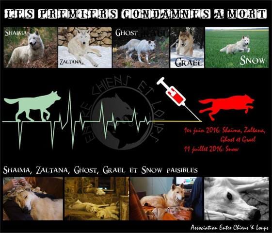 3 Pétitions à signer pour les chiens loups