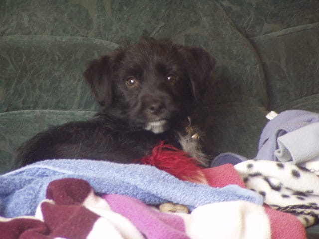 qualités et défauts...