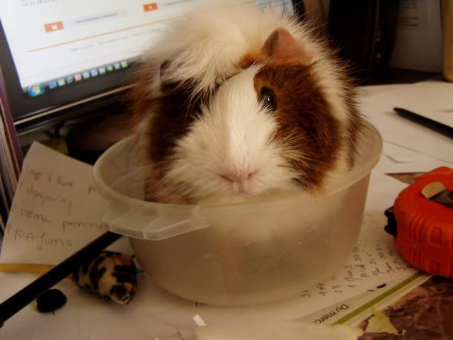R.I.P ma Nougatine