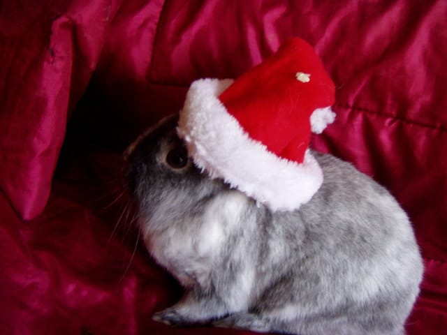 Noël: des idées??