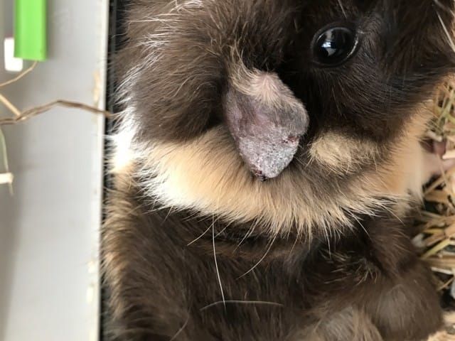 Oreille abîmée cochon d’inde