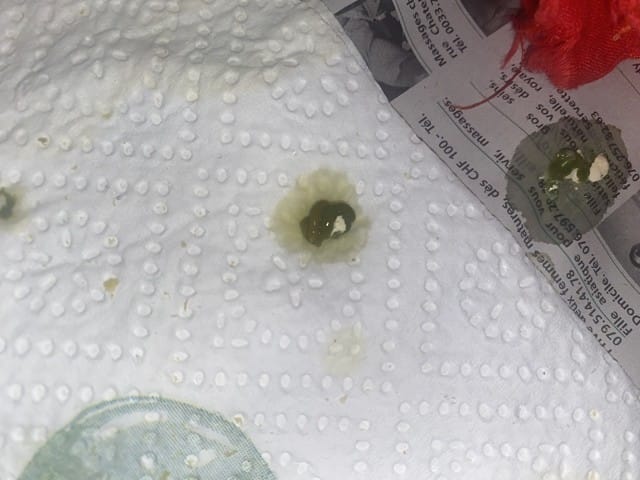 Caca verte de mon oisillon