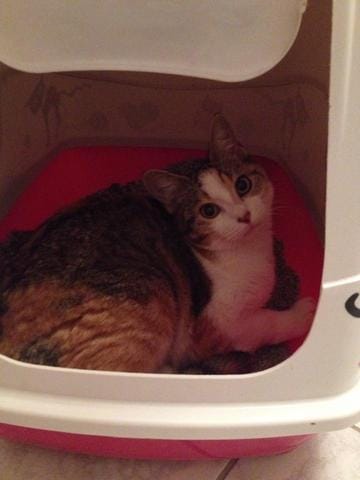 Chat qui se couche dans sa litière