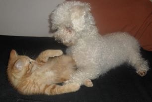 Relation chien-chat