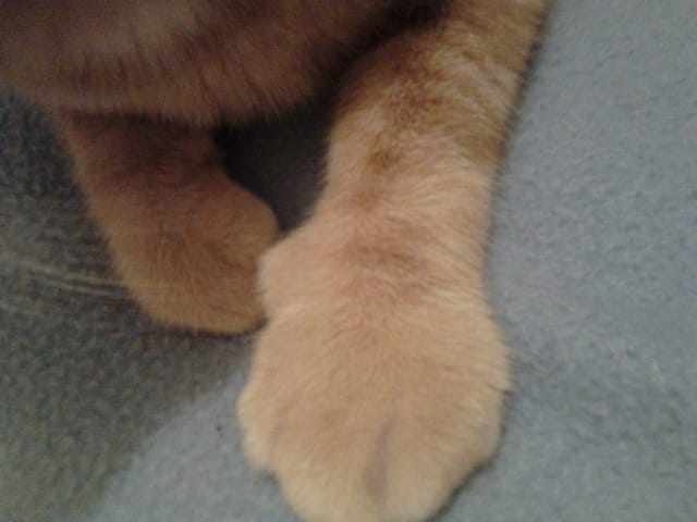Mon chat a la patte gonflée
