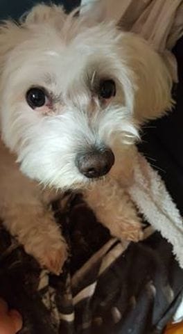 Mon chien m'a inspiré un roman...