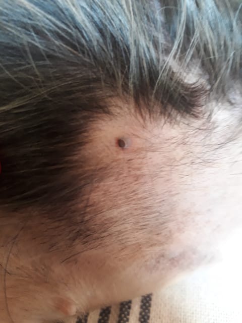 Petite chose noir sous la peau