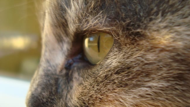 Mes deux chats ne s'entendent vraiment pas.