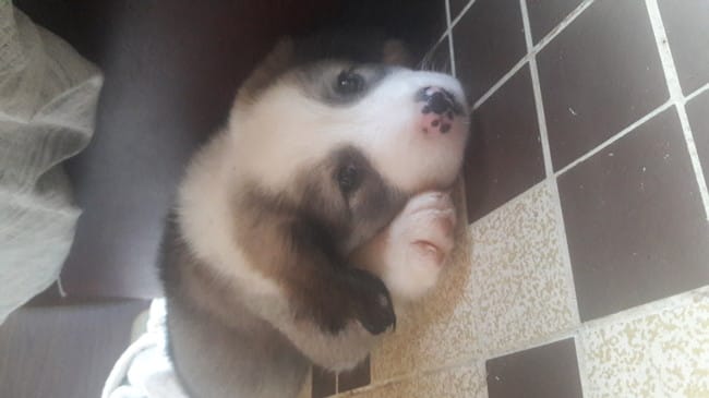 Quel race de chiot ?