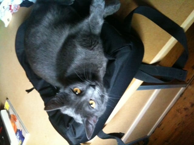Est-ce un chartreux ?