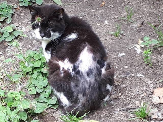 Pelade chez un chat sauvage