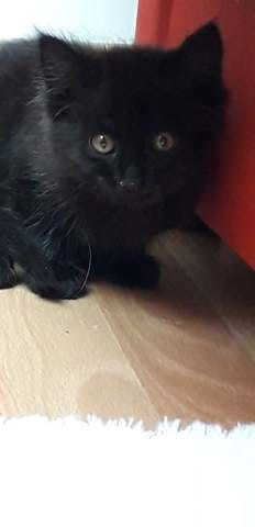 chatounette peureuse