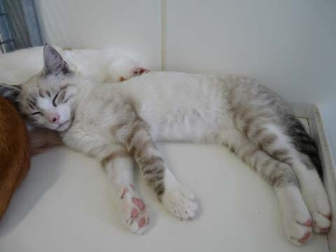 si vous voulez adoptez un animal contactez moi;)